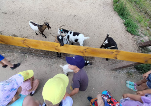 Dzieci obserwują wybieg dla kóz