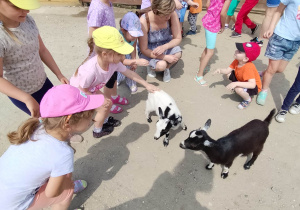 Dzieci głaszczą kozy
