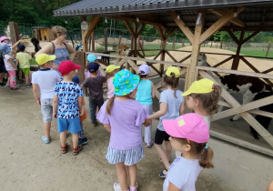 Dzieci stoją obok zagrody dla alpak