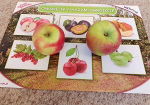 Plansza dydaktyczna i leżące na niej dwa jabłka