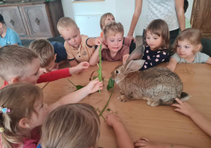 Grupa dzieci karmi królika