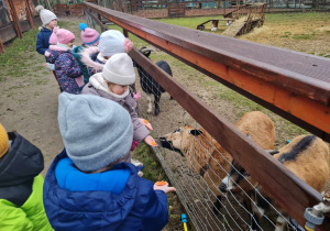 dzieci podczas karmienia zwierząt