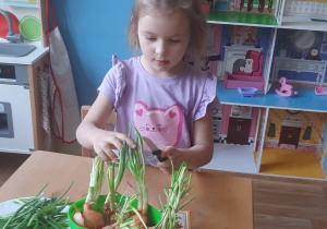 Dziecko zrywa szczypiorek