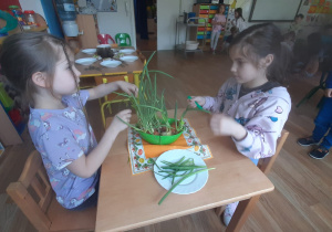 Dzieci zrywają szczypiorek