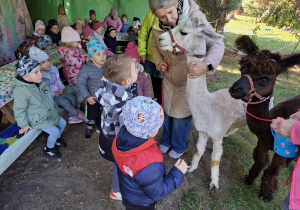 Dzieci zapoznają się z alpaką