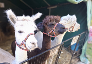 Trzy alpaki stoją za ogrodzeniem