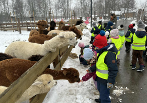 Grupa dzieci karmi alpaki