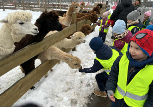 Dzieci karmią alpaki