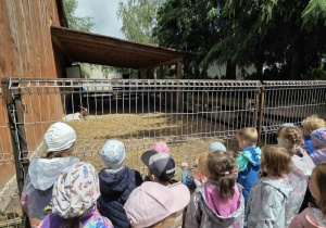 Dzieci oglądają zagrody ze zwierzętami