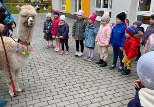 Dzieci obserwują alpaki