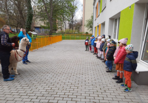 Dzieci obserwują alpaki