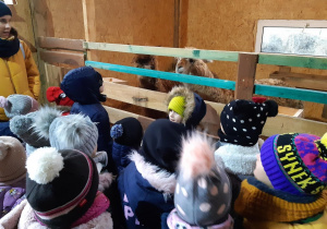 Dzieci oglądają alpaki